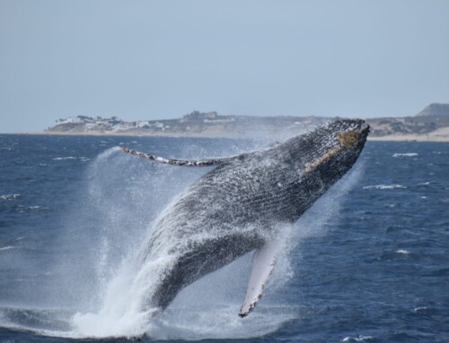 2024 Baja Whalewatching Tour (Mar 1-12) Offshore Cabo San Lucas