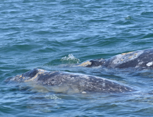 2024 Baja Whalewatching Tour (Mar 16-25) Laguna San Ignacio