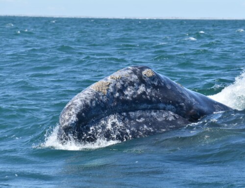2024 Baja Whalewatching Tour (Mar 29-Apr 9) Laguna San Ignacio