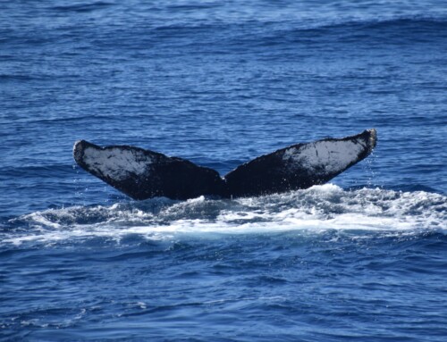 2024 Baja Whalewatching Tour (Mar 29-Apr 9) Offshore Cabo San Lucas
