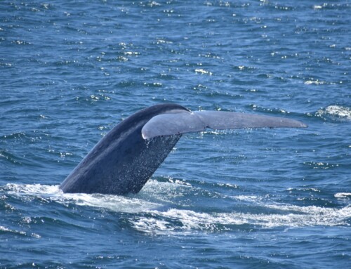 2024 Baja Whalewatching Tour (Mar 29-Apr 9) Offshore Bahia Magdalena