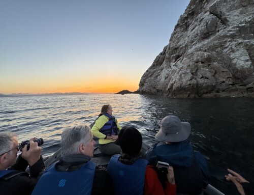 2024 Baja Whalewatching Tour (Mar 29-Apr 9) Bahia Tambobiche and Las Animas