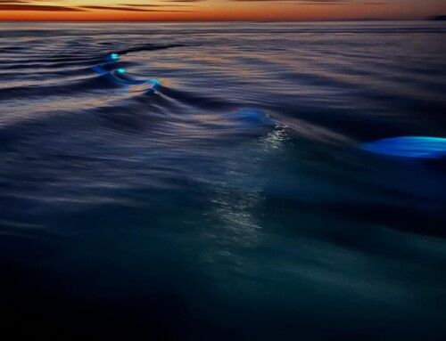 2026 Baja Whale Watching Tour 1 – Captain’s Report Days 9 -10