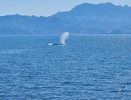 2026 Baja Whale Watching Tour 1 – Captain’s Report Day 11