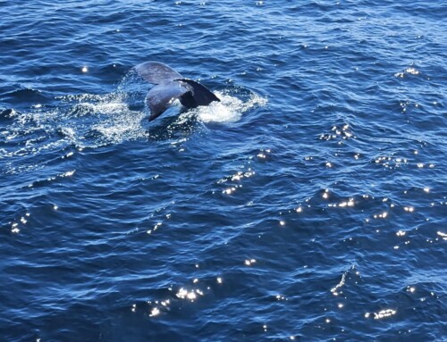 2026 Baja Whale Watching Tour 1 – Captain’s Report Day 8