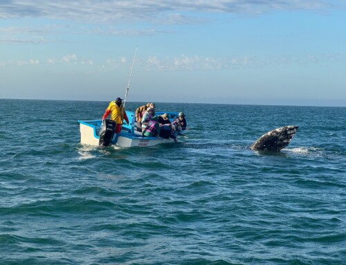 2026 Baja Whale Watching Tour 1 – Captain’s Report Days 1 – 7
