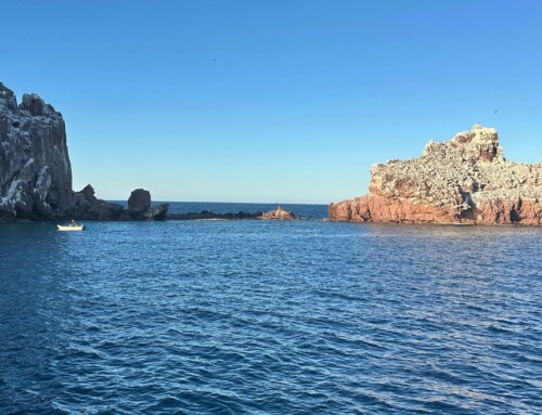 2026 Baja Whale Watching Tour 2 – Captain’s Report – La Paz, Mexico